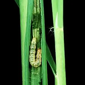 Carbomain Insecticide
